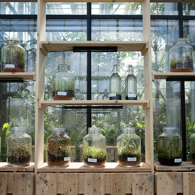 Gewächshaus Gewächshaus